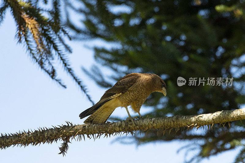 Chimango Caracara (Milvago ximango)